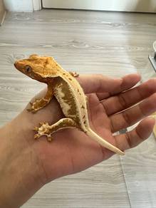 Lilywhite crested gecko