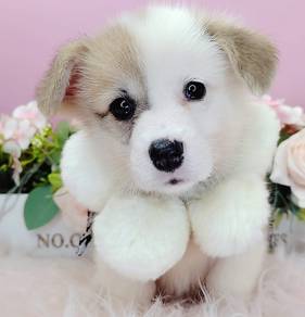 Welsh Corgi