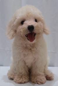 J0050 Maltichon Cute Little White Fur Ball Puppy