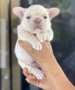FRENCH BULLDOG PUPPIES 🌻 S197 ~Female Rehome