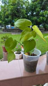 Monstera Triple Yellow