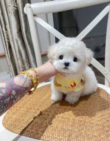 Mini Bichon -Girl 