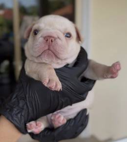 FRENCH BULLDOG PUPPIES F154 Cute Puppy