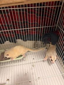 sugar glider