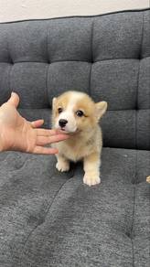 Female Corgi puppy red white