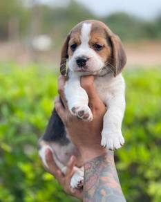 beagle&