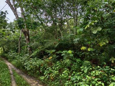 Agricultural Land in Kalumpang, SGR