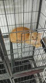 Kuching grooming