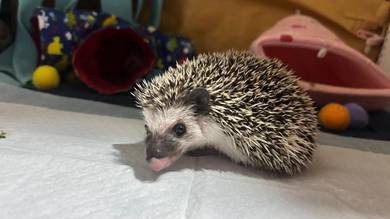 Hedgehog/landak mini