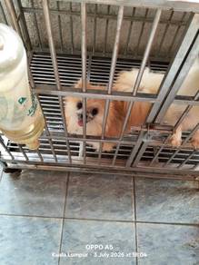 Pomeranian