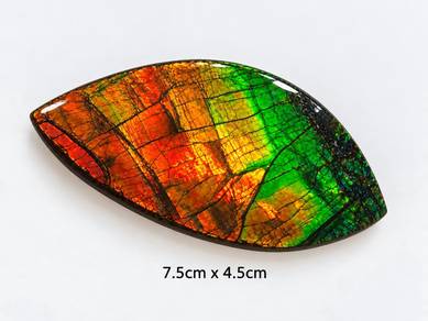 班彩 natural ammonite/ ammolite