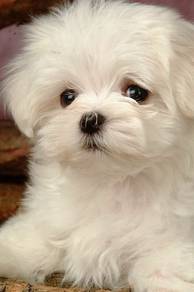 Adored Maltese charming gentle friendly little pup