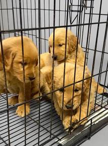 THE GREATEST GOLDEN Retriever MALES