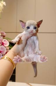 Devon rex cat