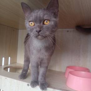 BSH mix Persian 