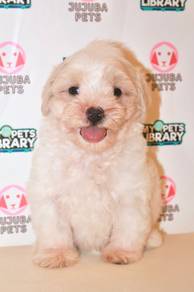 f26  Lovely Maltipoo Dog
