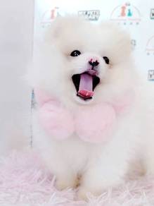 Pomeranian