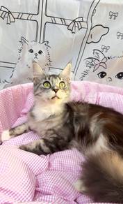 MC Maine Coon Silver Classic Tabby And White