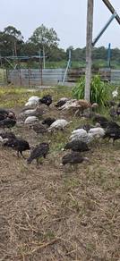 ayam piru /belanda
