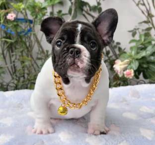 FRENCH BULLDOG PUPPIES 🌻S157 Charming Boy~Girl