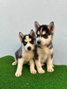 Husky