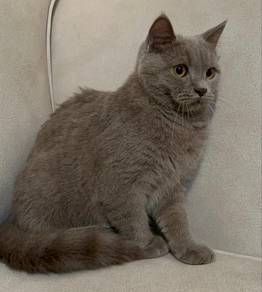 British Shorthair for Rehoming