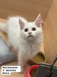 Mainecoon