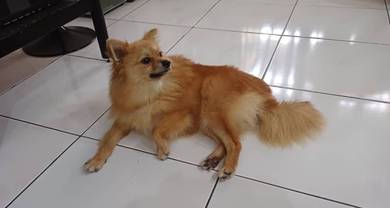 Pomeranian