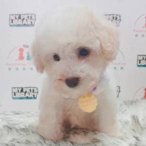 Toy Poodle