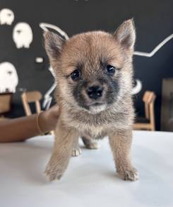 SHIBA INU PUPPIES S34🐻 Adorable Shiba Male-Female