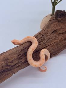 Hognose Snake