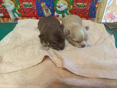 Chihuahua Quality Apple Head Puppies