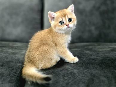 BSH female kitten