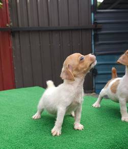 Jack Russell