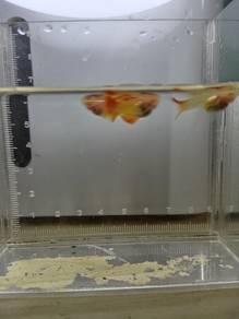 albino oren dragon sb rb / silverado sb rb