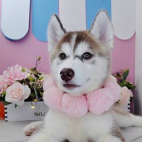 Wooly Husky