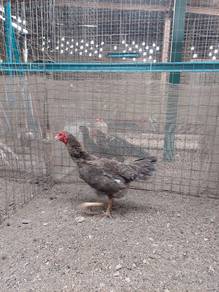 Ayam
