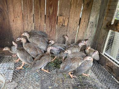 Ayam Mutiara