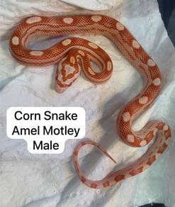 Corn Snake Untuk Dijual !!