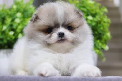 Pomeranian