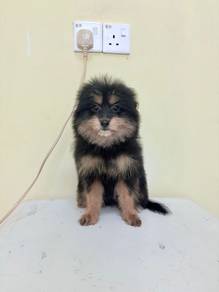 pomeranian mix poodle pompoo
