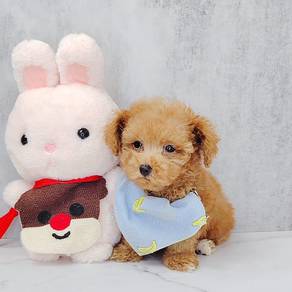 Poodle