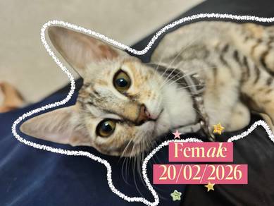 [Rehome] Kitten • Female • DSH