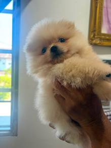 Pomeranian
