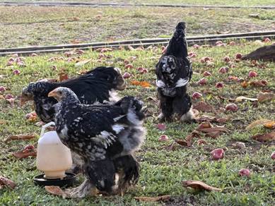 Ayam Brahma