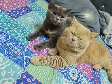 kucing bsh 