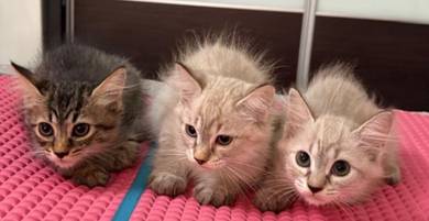 mix maincoon