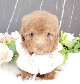 Poodle