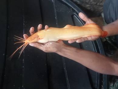 Keli Limbat Albino