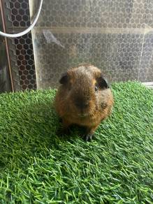 Guinea pig